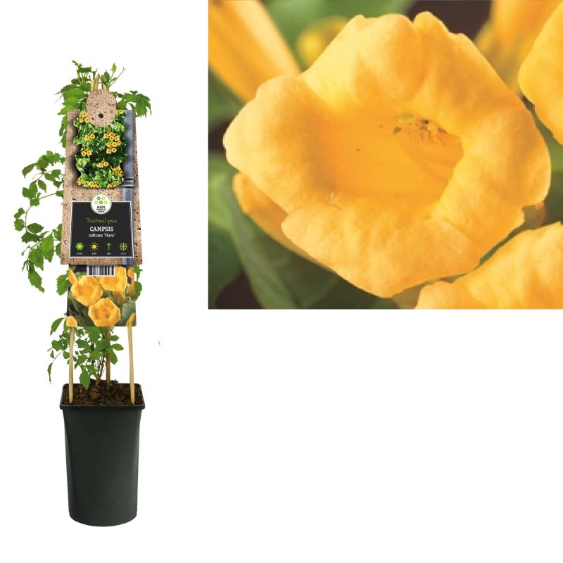 Campsis Radicans 'Flava'- Trompetklimmer