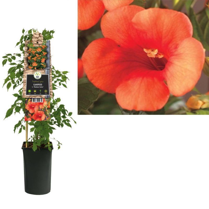 Campsis t. 'Madame Galen' - Trompetklimmer