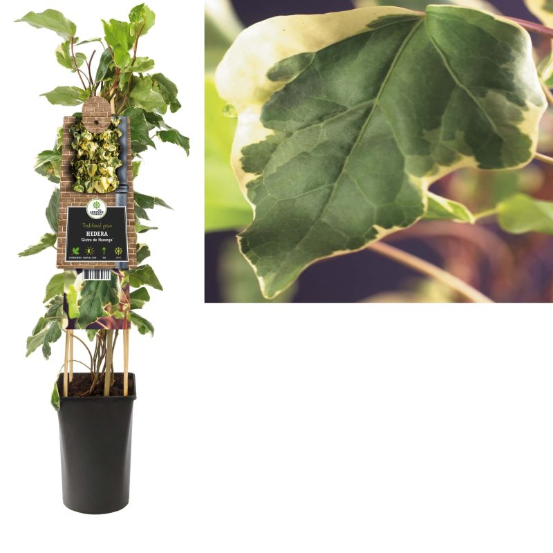 Hedera bont 'Gloire de Marengo' - klimop