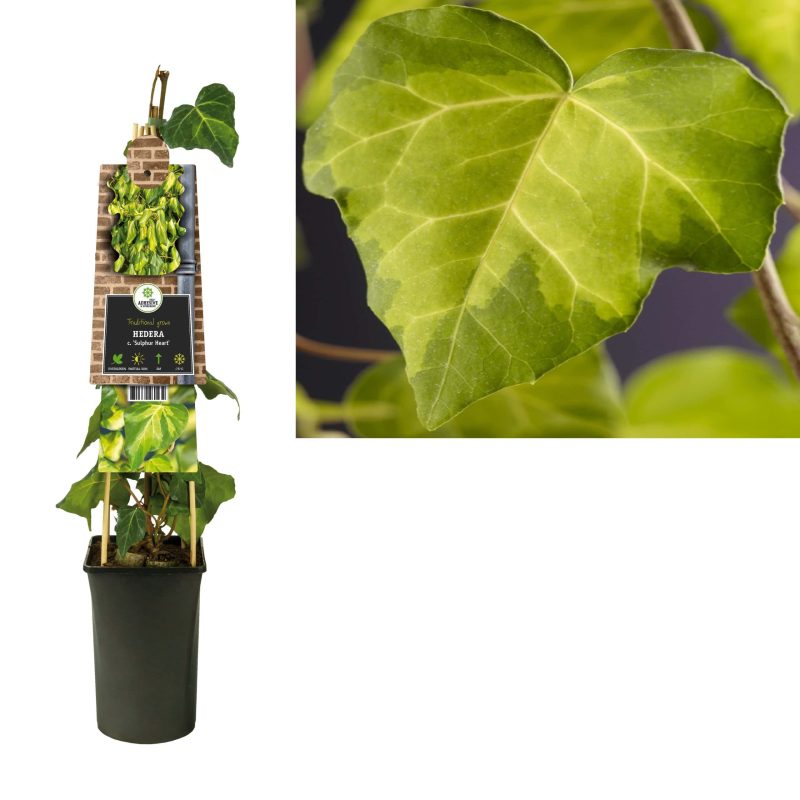 Hedera bont c. Sulphur Heart - klimop