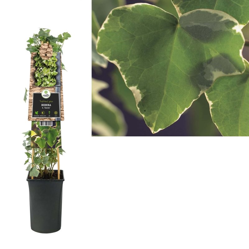 Hedera bont h. 'Glacier'- klimop