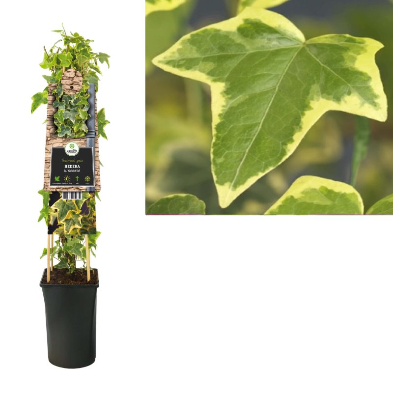 Hedera bont h. 'Goldchild'- klimop