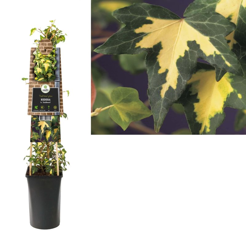Hedera bont h. 'Goldheart'- klimop