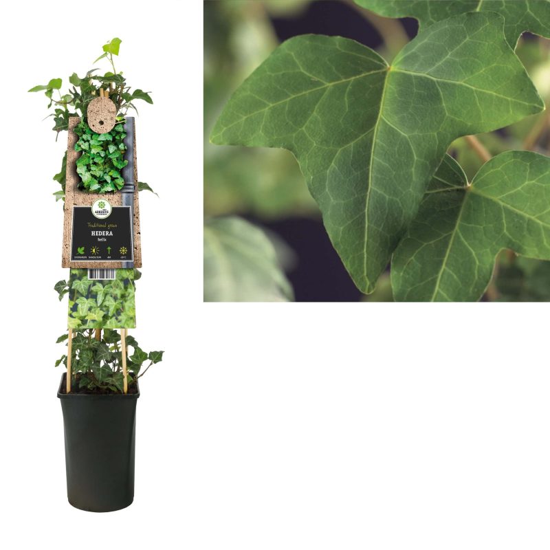 Hedera groen Helix - klimop