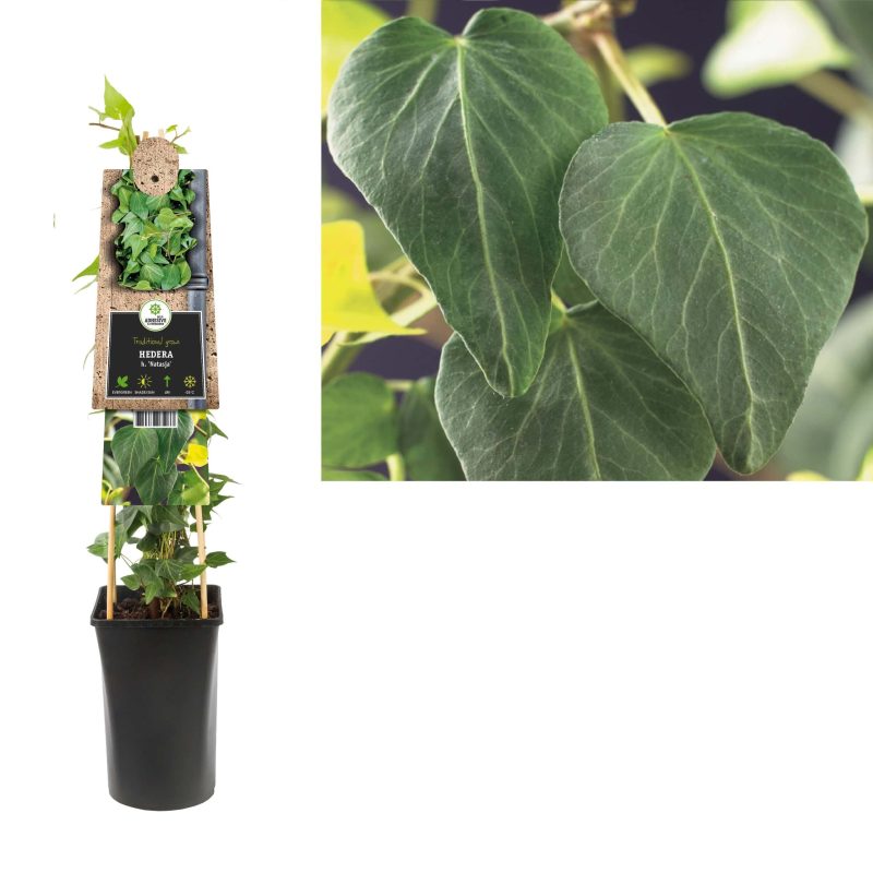 Hedera groen h. Natasja - klimop