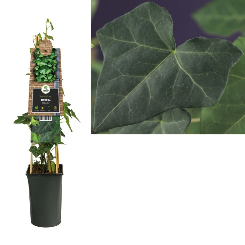 Hedera groen Hibernica- klimop 175-200