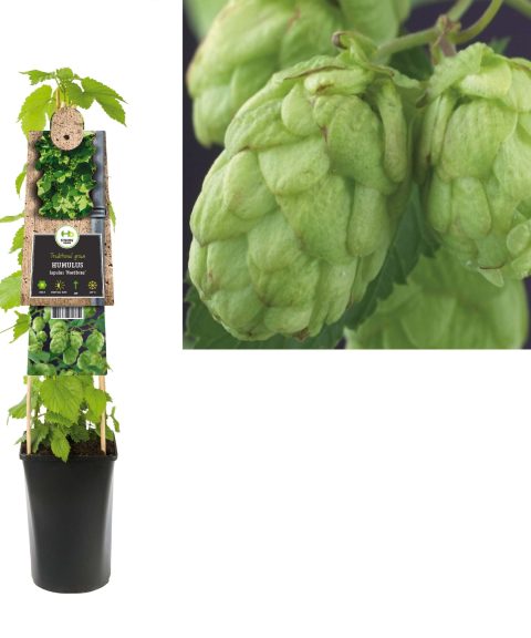 Humulus lupulus 'Nordbrau'