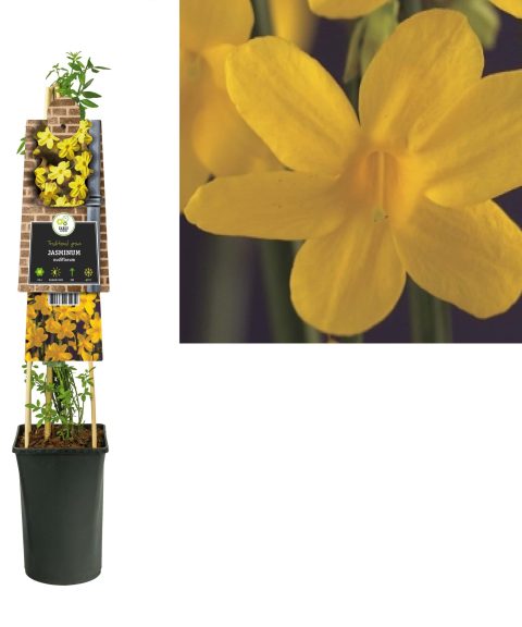 Jasminum 'Nudiflorum'