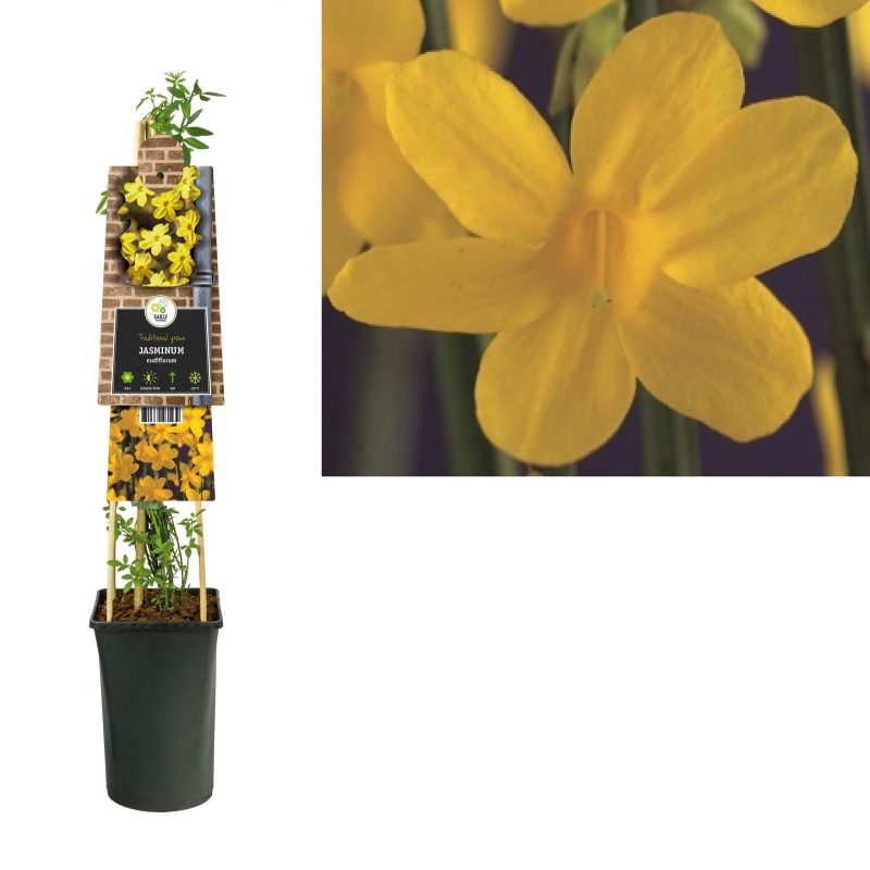 Jasminum 'Nudiflorum'