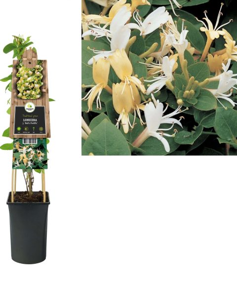 Lonicera j. 'Hall's Prolific' - Struikkamperfoelie