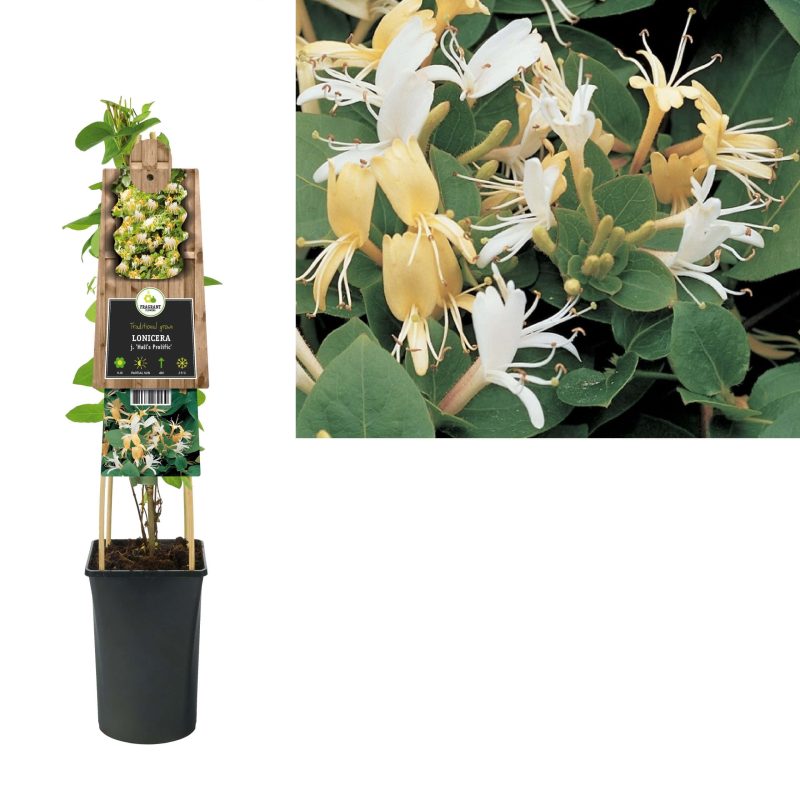 Lonicera j. 'Hall's Prolific' - Struikkamperfoelie