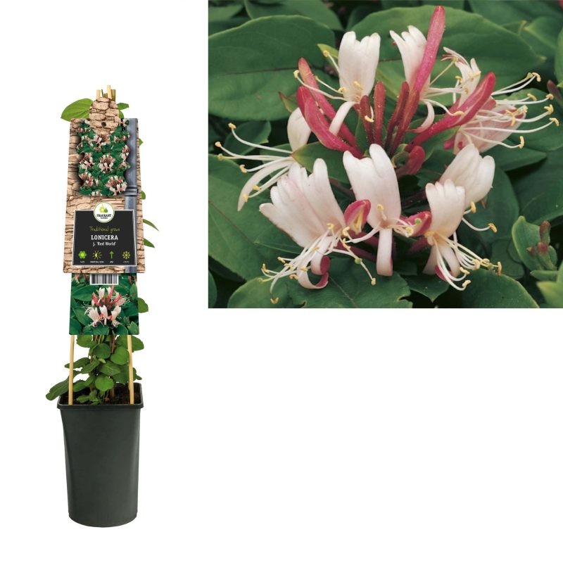 Lonicera j. 'Red World' - Struikkamperfoelie