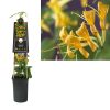 Lonicera 'Mandarin' PBR- Struikkamperfoelie