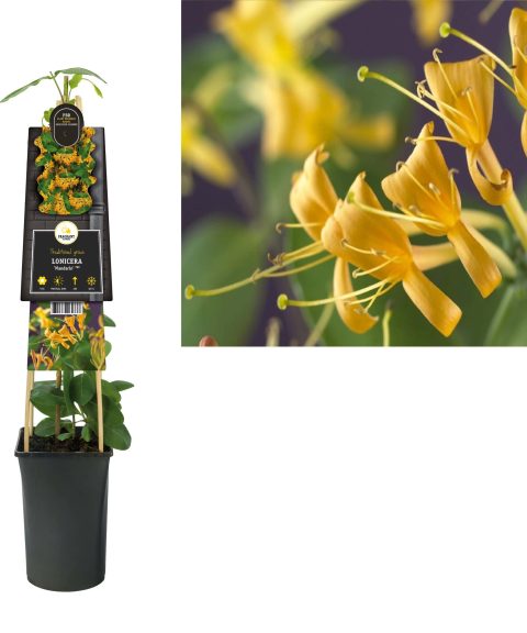 Lonicera 'Mandarin' PBR- Struikkamperfoelie