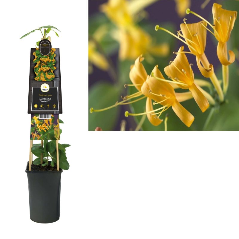 Lonicera 'Mandarin' PBR- Struikkamperfoelie