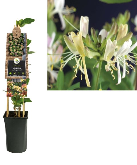 Lonicera Periclymenum 'Belgica Select'- Struikkamperfoelie