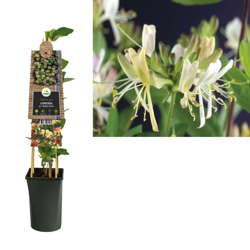 Lonicera Periclymenum 'Belgica Select'- Struikkamperfoelie
