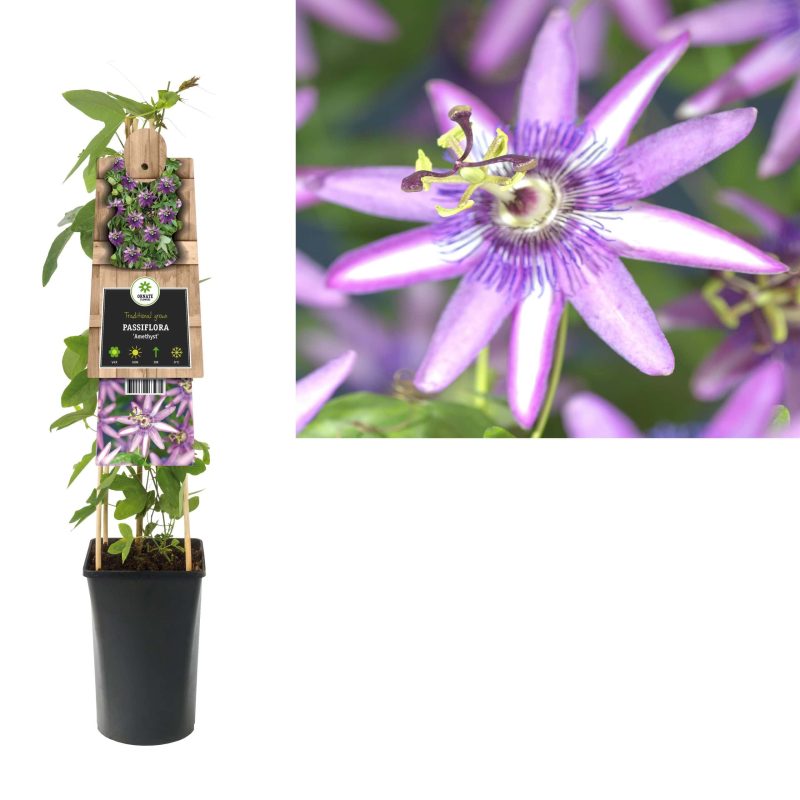 Passiflora 'Avalanche' - Passiebloem