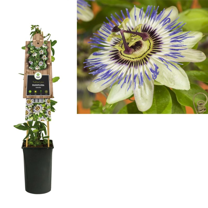 Passiflora Caerulea - Passiebloem