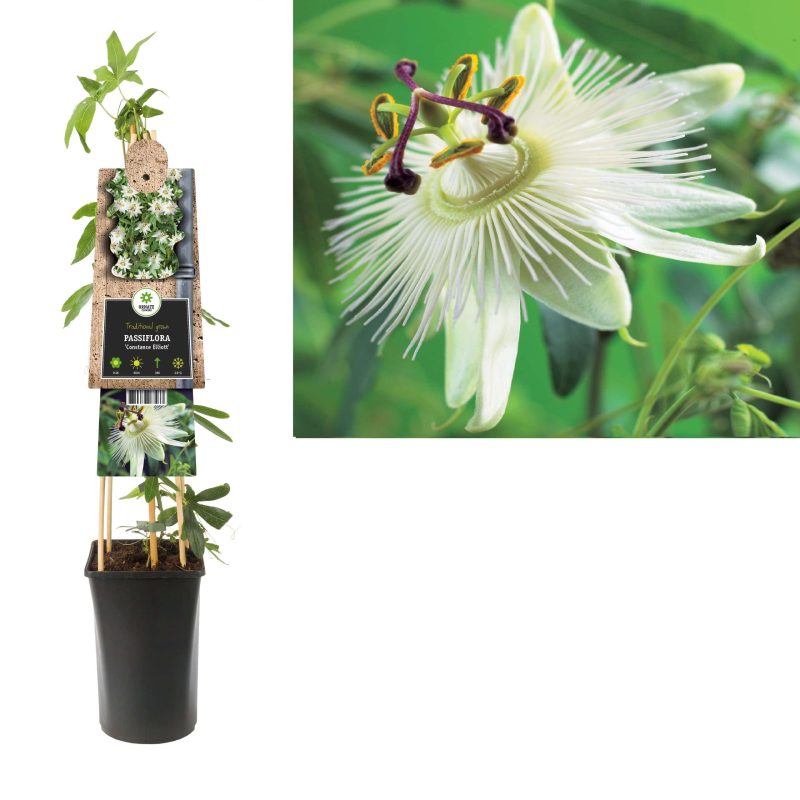 Passiflora 'Constance Elliot' - Passiebloem