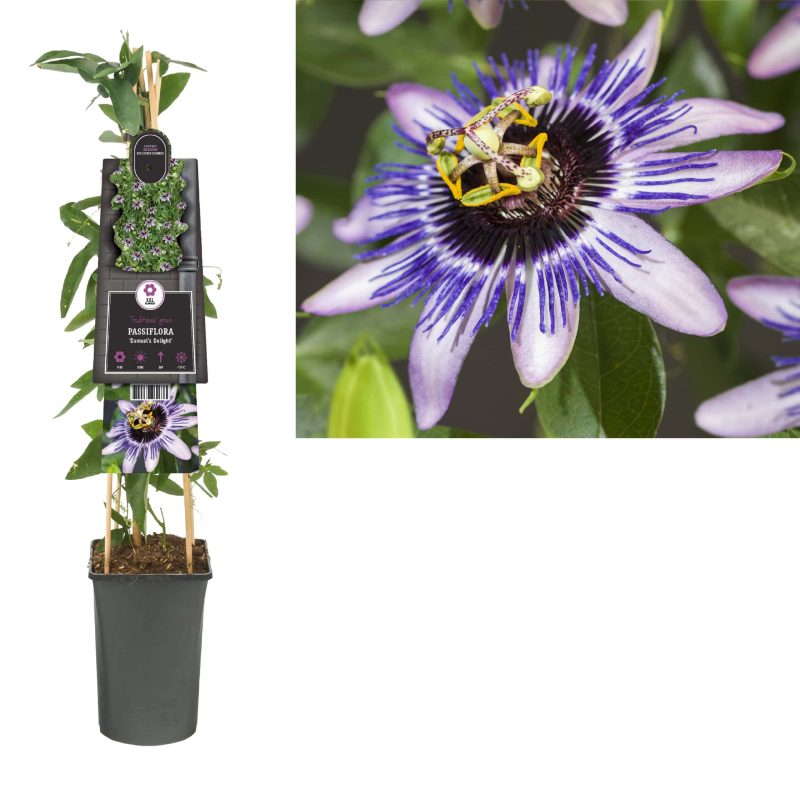 Passiflora 'Damsel's Delight' - Passiebloem