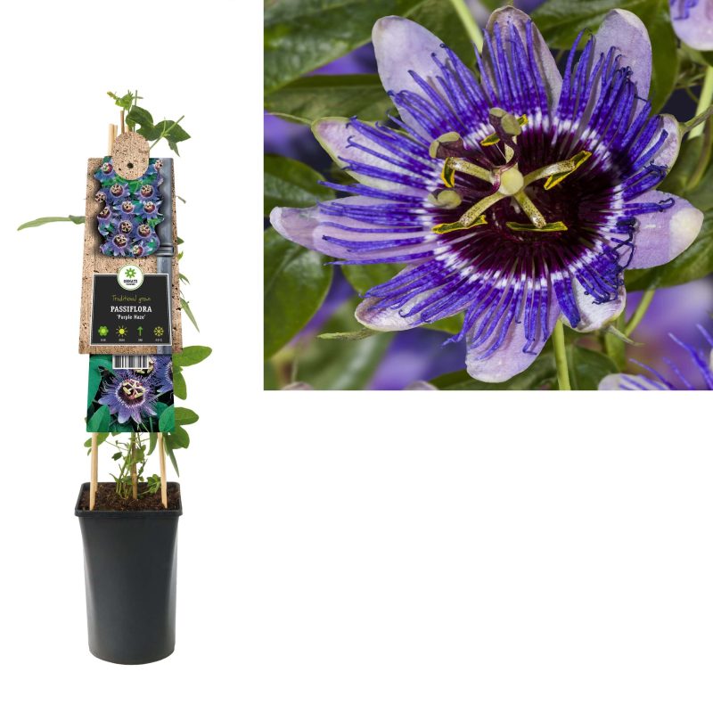 Passiflora 'Purple Haze - Passiebloem