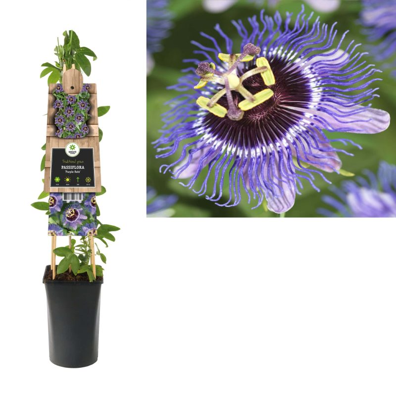 Passiflora 'Purple Rain' - Passiebloem