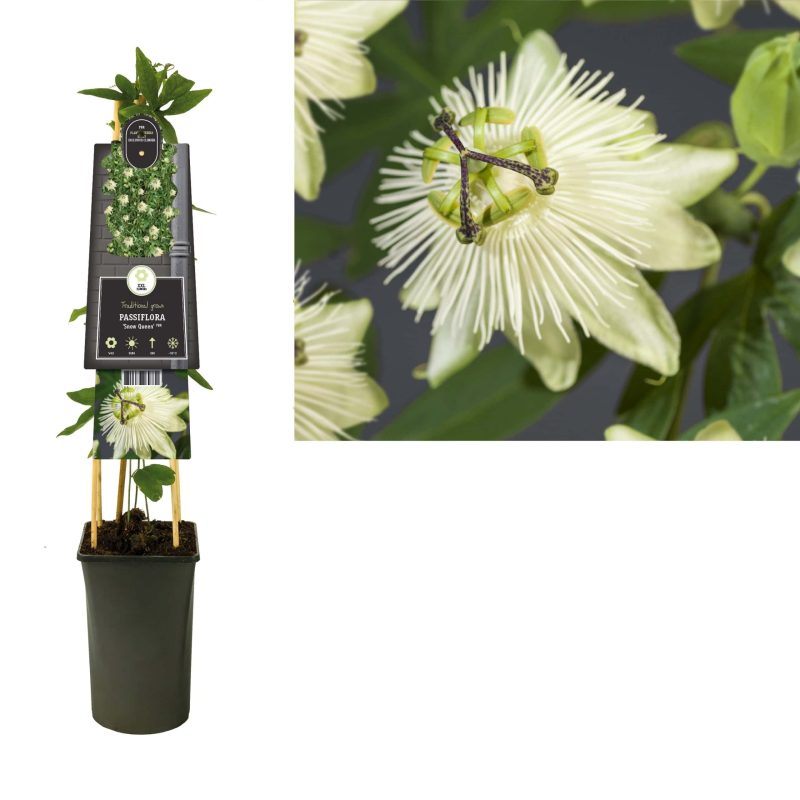 Passiflora 'Snow Queen' PBR - Passiebloem