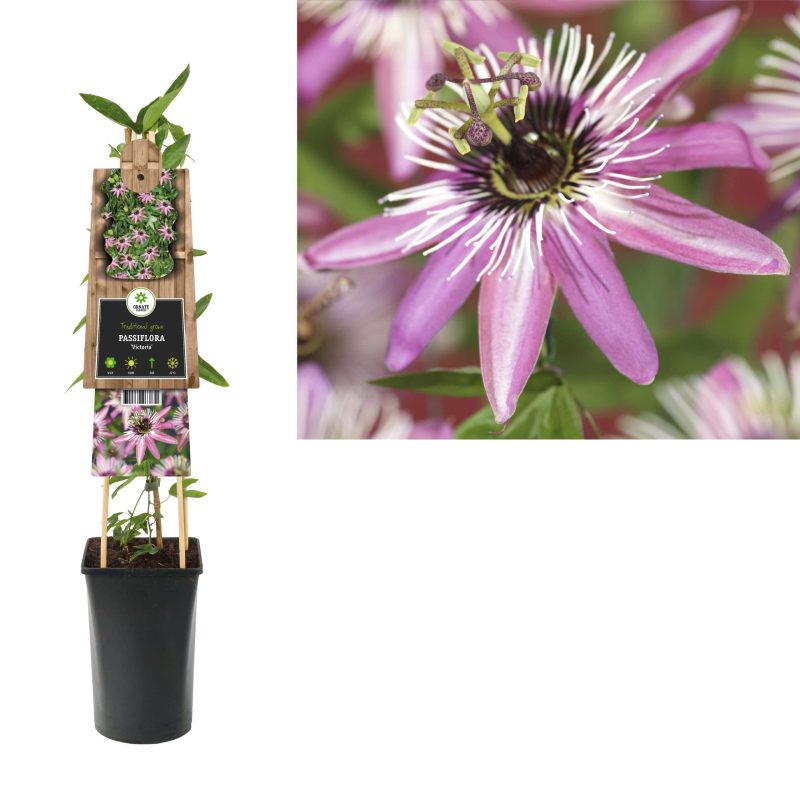 Passiflora 'Victoria' - Passiebloem