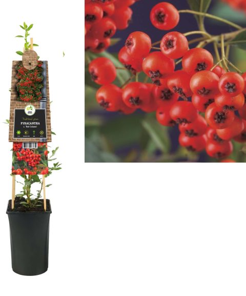 Pyracantha c. 'Red Column' - Vuurdoorn