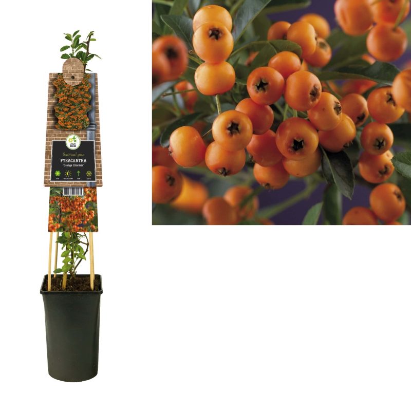 Pyracantha 'Golden Charmer' - Vuurdoorn