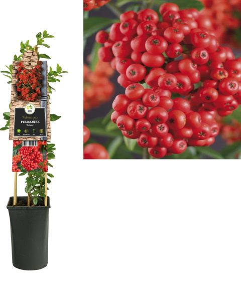 Pyracantha 'Mohave' - Vuurdoorn