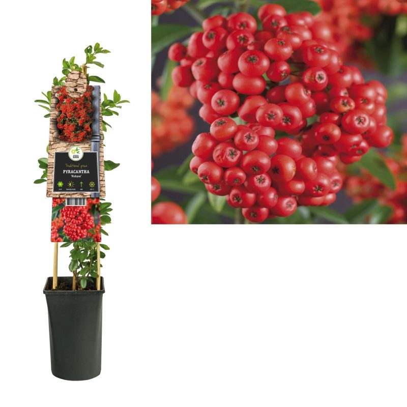 Pyracantha 'Orange Charmer' - Vuurdoorn