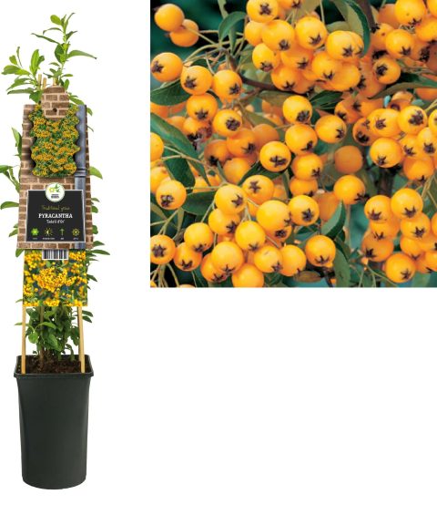 Pyracantha 'Solei d'Or' - Vuurdoorn