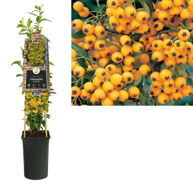 Pyracantha 'Solei d'Or' - Vuurdoorn