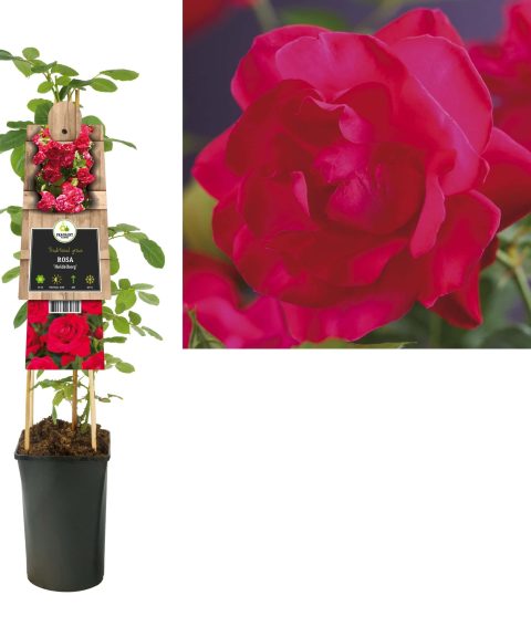 Rosa 'Heidelberg' - Roos