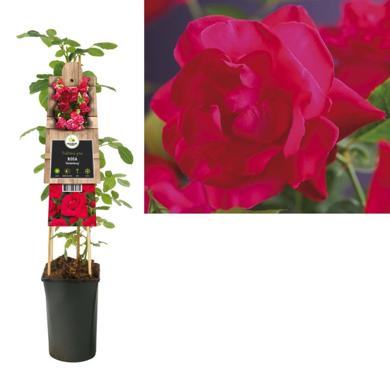 Rosa 'Heidelberg' - Roos