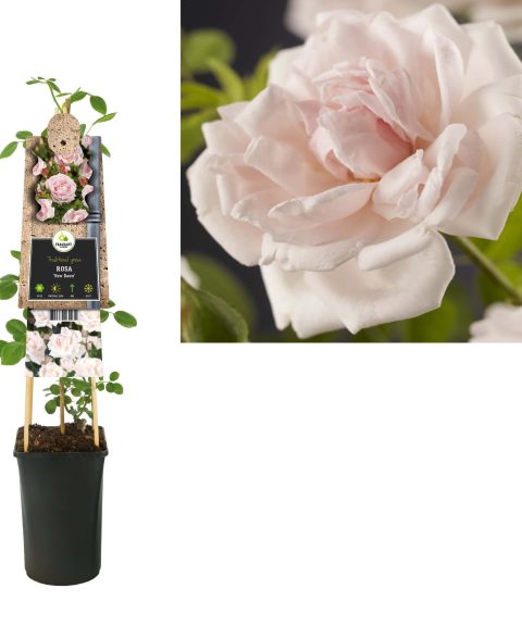 Rosa 'New Dawn' - Roos