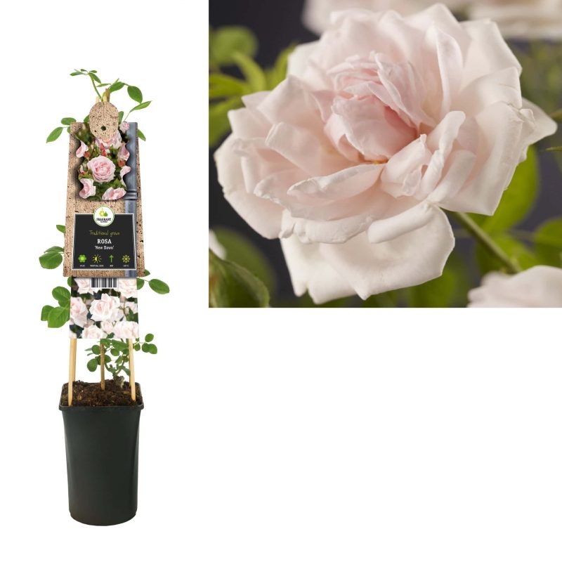 Rosa 'New Dawn' - Roos