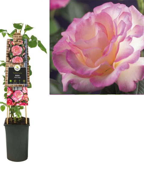 Rosa 'Pink Candy' - Roos