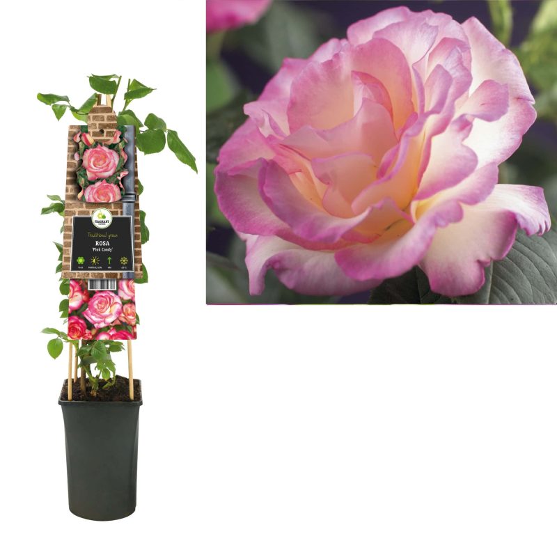 Rosa 'Pink Candy' - Roos