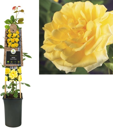 Rosa 'Golden Climber' - Roos