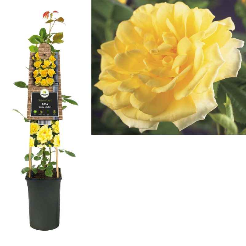 Rosa 'Golden Climber' - Roos
