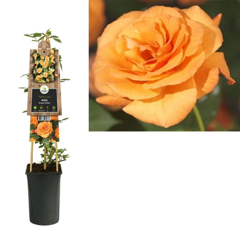 Rosa 'Orange Climber' - Roos