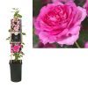 Rosa 'Pink Climber' - Roos