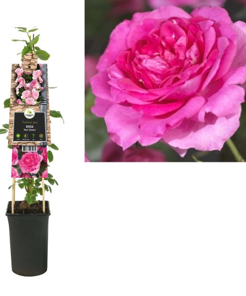 Rosa 'Pink Climber' - Roos