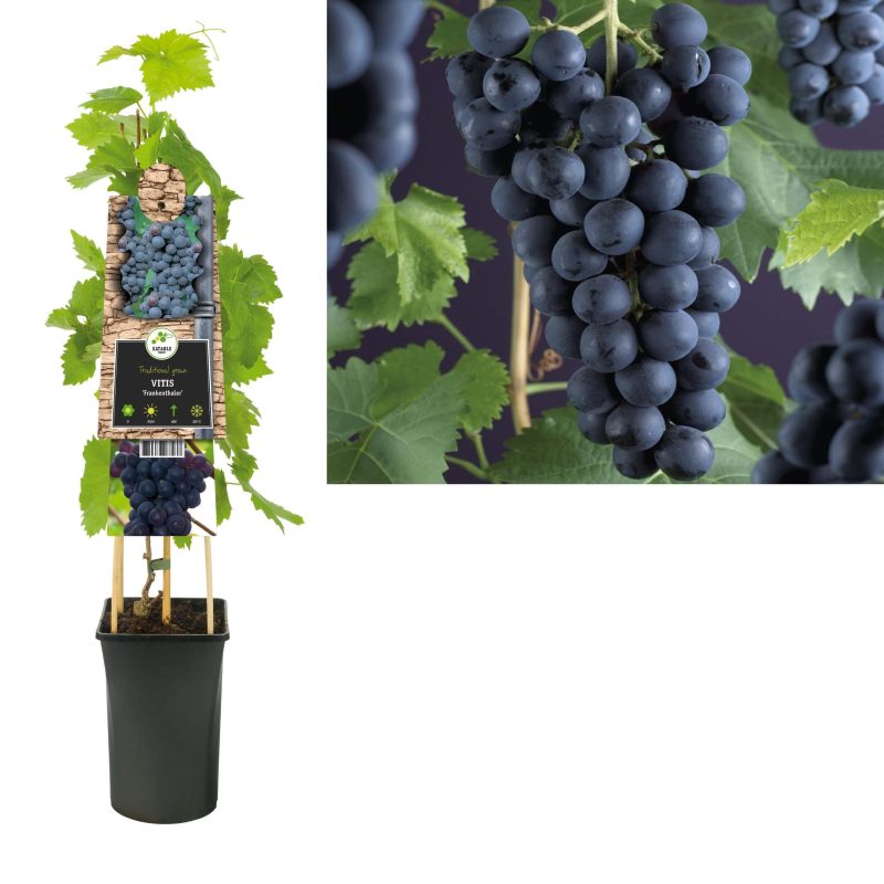 Vitis 'Frankenthaler' - Blauwe druif