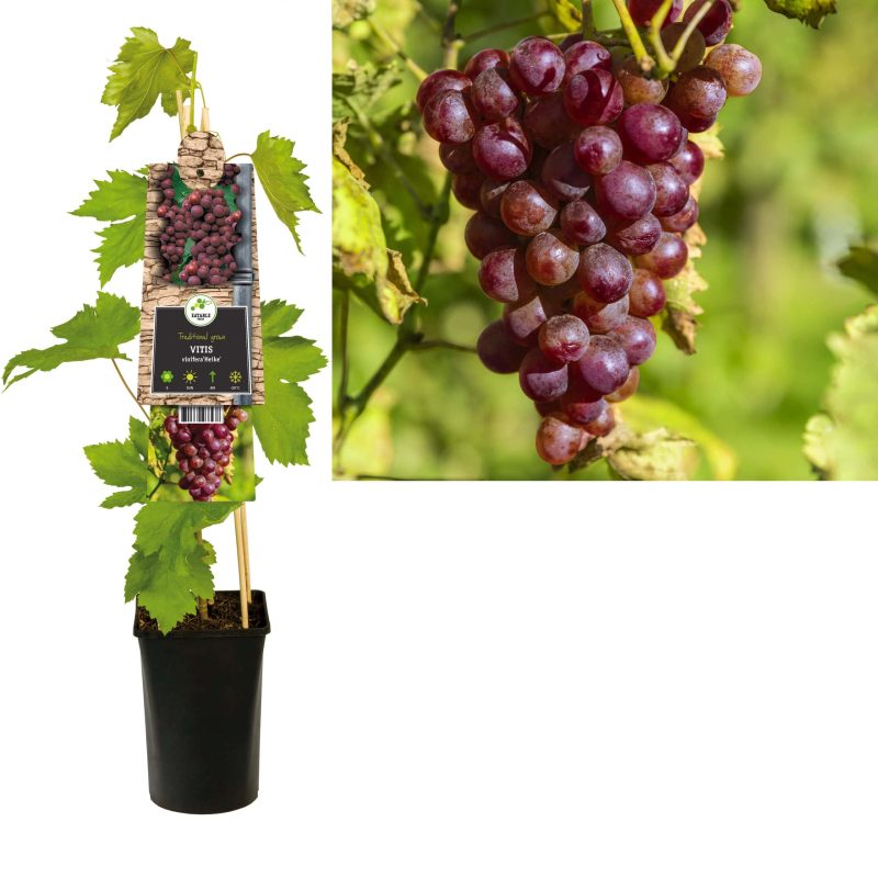 Vitis Vinifera 'Heike' - pitloos