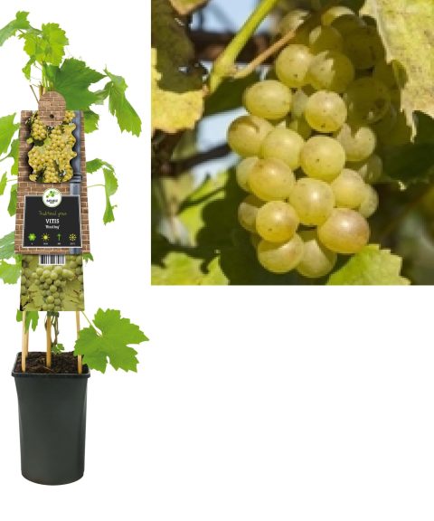 Vitis 'Riesling' - Witte druif