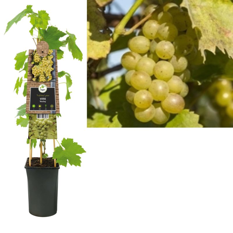 Vitis 'Riesling' - Witte druif